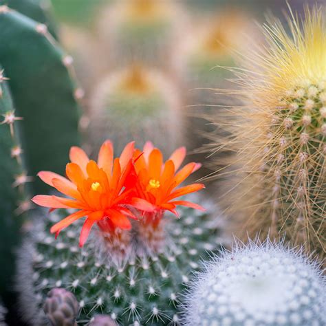 Cactus Flower and Jade Fragrance Oil - CandleScience