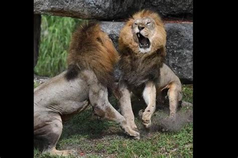 Watch Lions Fight After Being Introduced To Lionesses