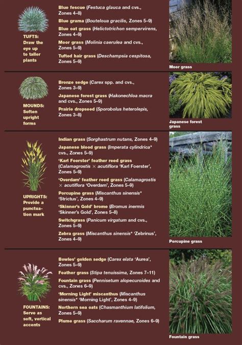 Comparison Chart For Ornamental Grasses Ornamental Grasses Grass My