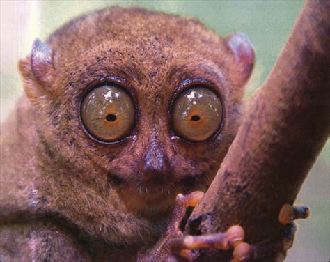 Small Primate Big Eyes Cataract And Other Lens