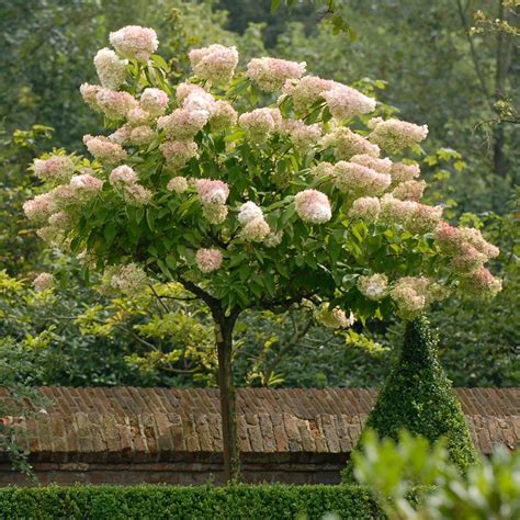 All Hydrangea Varieties White Flower Farm Panicle Hydrangea