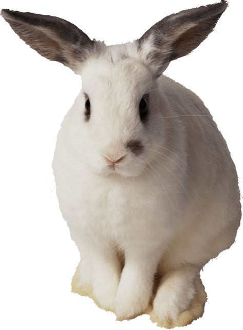 Download White Rabbit Sitting Png Image For Free