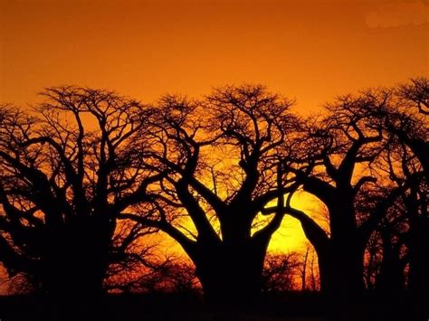 Baobab Trees On Sunset Landscape Trees Nature Sunset Hd Wallpaper