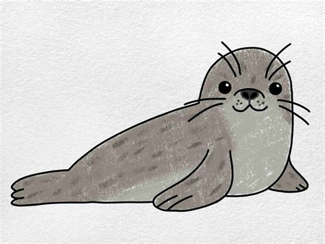 How To Draw A Cute Seal