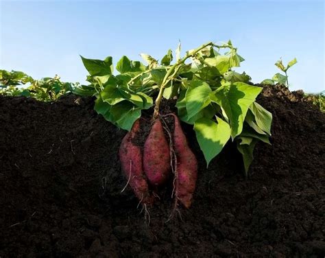 16 Impressive Sweet Potato Gardening Photos Container Gardening