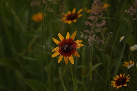 Nature Flowers In The Summer Meadow Beautiful Colors And Fragrances