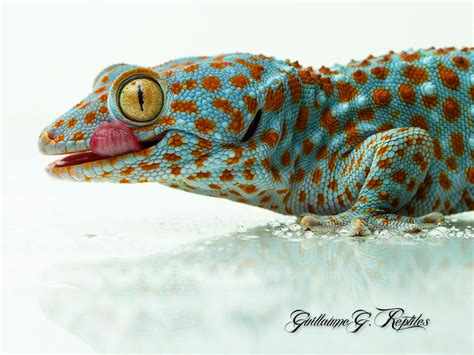 Tokay Gecko By Guillaumegagnon On Deviantart