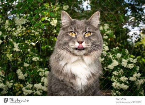 Blue Tabby Maine Coon Cat With Outstretched Tongue In Nature A