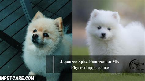 Japanese Spitz Pomeranian Mix Pictures Cost Care