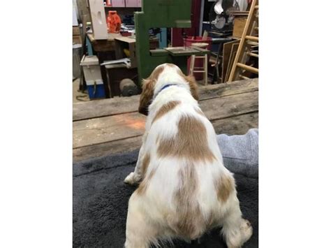However, once a puppy is nicely settled, new owners must start out as they mean to go on which means teaching a puppy the ground rules. 5 Brittany Spaniel puppies available in LaGrange, Georgia ...