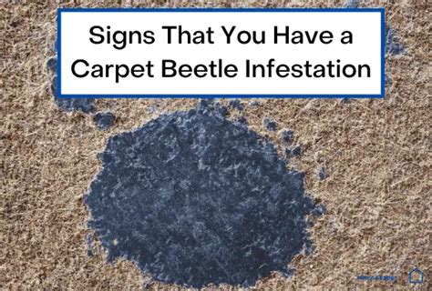 6 Signs That You Have A Carpet Beetle Infestation Home Keeper Hub