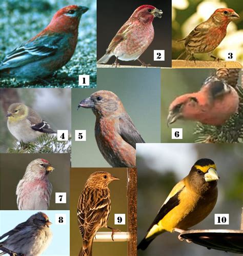 Albums 95 Pictures What Is The State Bird For Michigan Latest