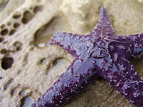 Purple Starfish By Ivysportfolio On Deviantart Purple Starfish Color