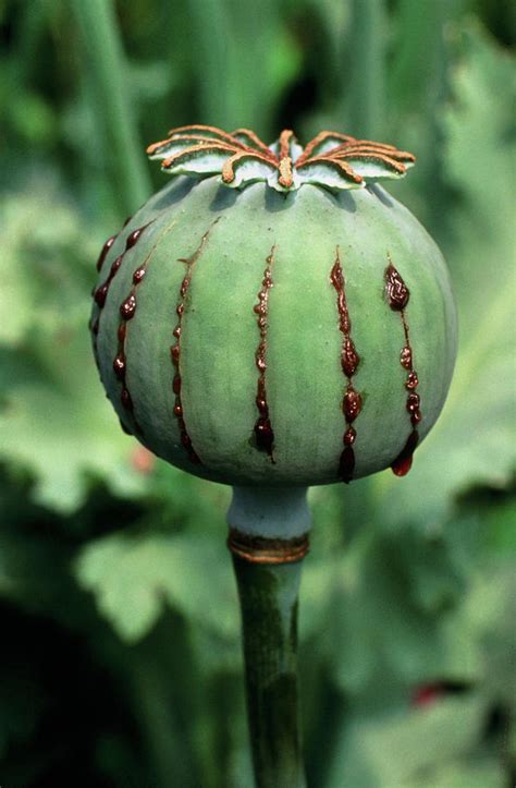 Unripe Seed Capsule Of Opium Poppy Photograph By Dr Jeremy Burgess