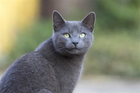 Are Russian Blue Cats Good With Dogs