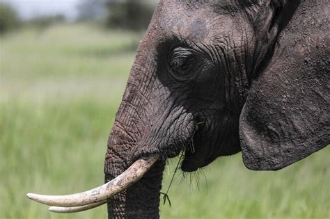 Pilot Shot Down By Poachers In Tanzania Where Protecting Elephants Can