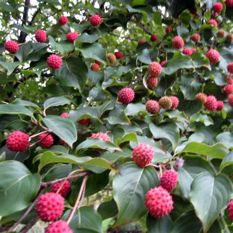 It is in flower in may, and the seeds ripen in october. Finding My Garden: Cornus Kousa - Revisited