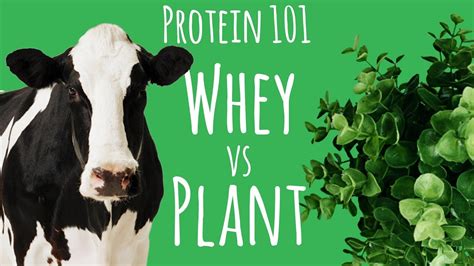 Whey Versus Plant Protein Youtube