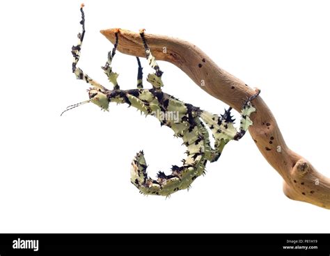 Giant Prickly Stick Insect Extatosoma Tiaratum From Australia A