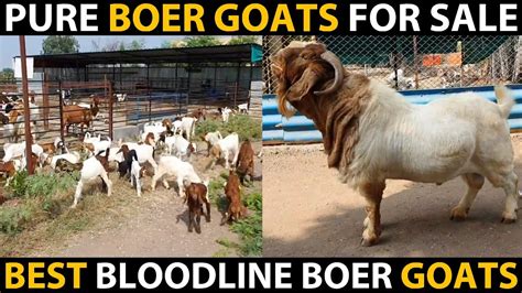Boer Goats For Sale In India Pure Bloodline Boer Goats Boer Goat