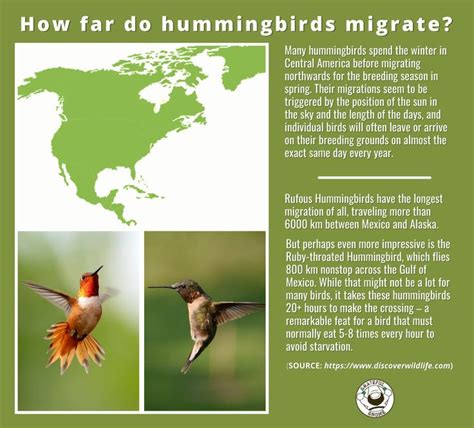 How Far Do Hummingbirds Migrate In 2021 Humming Bird Feeders