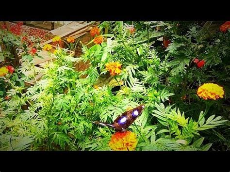 10 hotels near raju hill strawberry. BUTTERFLY FARM SA CAMERON HIGHLANDS MALAYSIA - YouTube