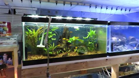 How I Do Water Changes In My Fish Room Youtube