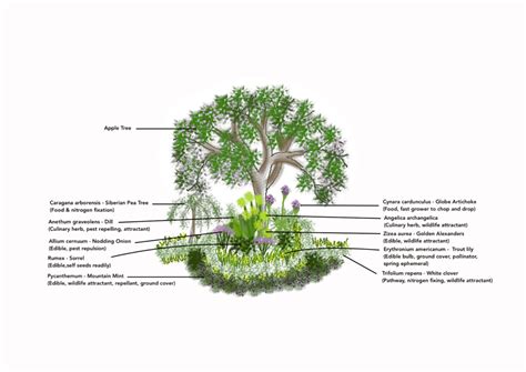 how to create the perfect fruit tree guild layout for permaculture outdoor happens