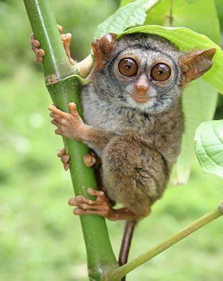 Supaya anda lebih mengenal setiap foto foto hewan langka di indonesia. Primata Terkecil di Dunia Asli Indonesia | Fauna Gue