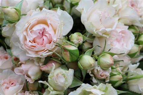 Low prices & fast delivery. Bridal Bouquet Spray Roses l Florabundance Wholesale Flowers