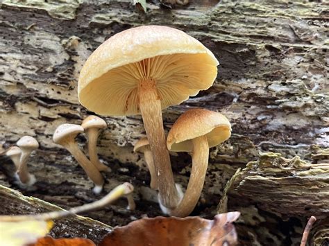 Gymnopilus Penetrans The Ultimate Mushroom Guide