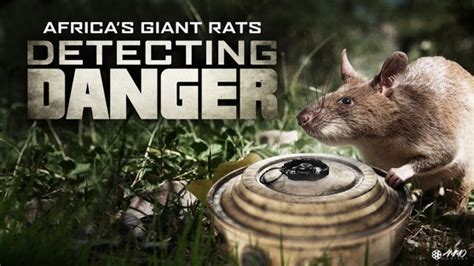 Detecting Danger Africas Giant Rats 2019 Radio Times