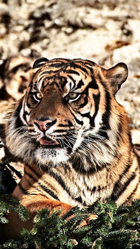 1920x1080px 1080p Free Download Bsi Tiger 01 Animal