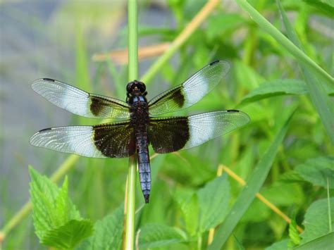 Maybe you would like to learn more about one of these? Free Images : nature, grass, wing, summer, pond, green ...