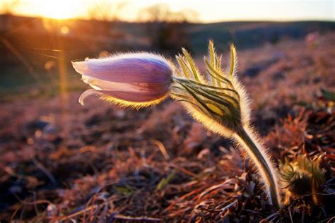 Vernal Equinox 2018 Facts About The First Day Of Spring