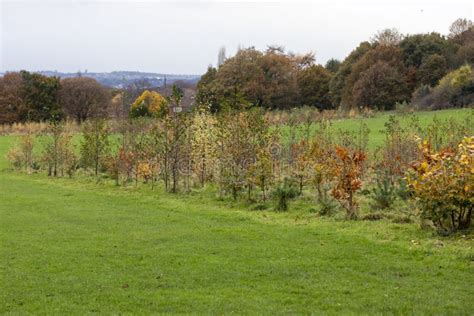 Newly Planted Woodland Of Young Trees Including Mexied Native Woodland