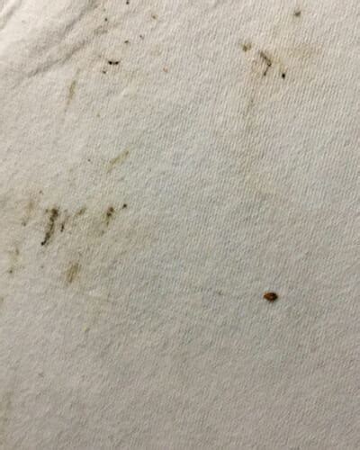 5 Early Signs Of Bed Bugs With Pictures Dodson Pest Control