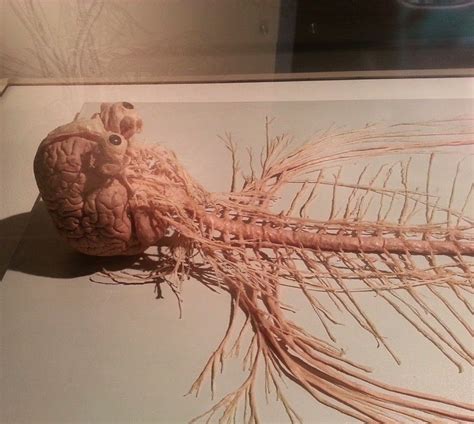 The Dissected Human Nervous System Rmedizzy