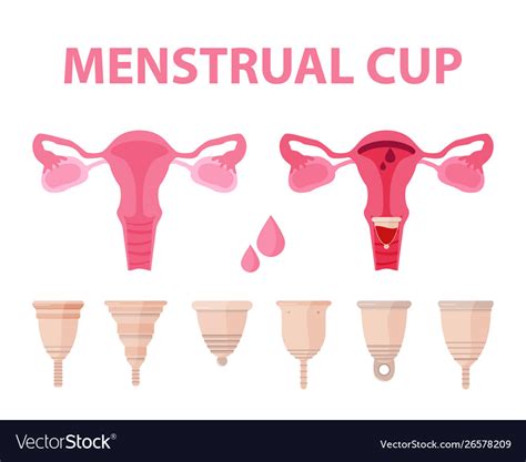 Collection Menstrual Cups Use Menstrual Royalty Free Vector