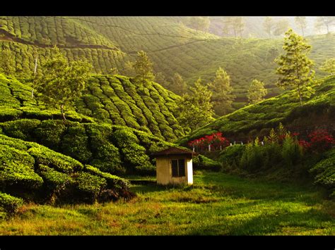 Wallpaper India Green Tea Kerala Munnar Teaestate 3456x2592