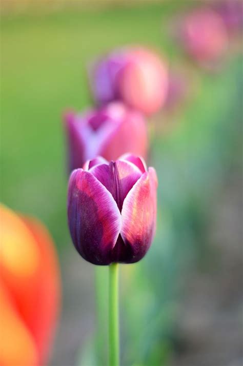 Free Images Nature Blossom Field Flower Petal Daisy Tulip