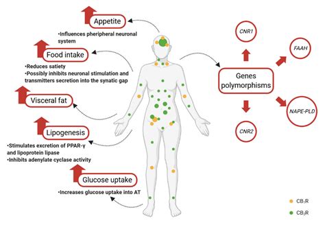 Nutrients Free Full Text What Role Does The Endocannabinoid System