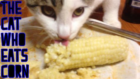 Cat Eating Corn On The Cob With Owner