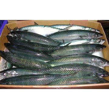 A wide variety of saba mackerel options are available to you, such as part, variety, and feature. Taiwan Frozen Mackerel ( Saba )( Scomber australasicus ...