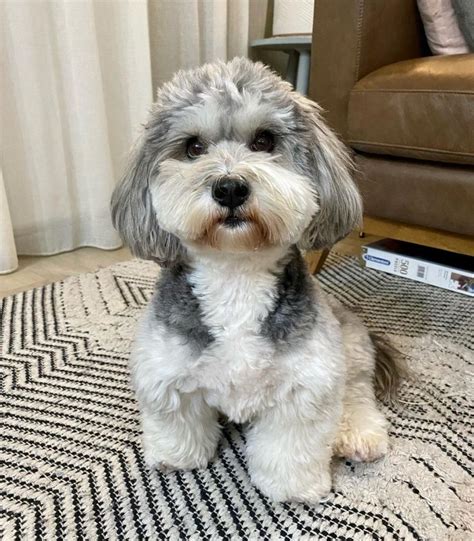 Havanese Lifespan How Long Will You Have This Adorable Pup