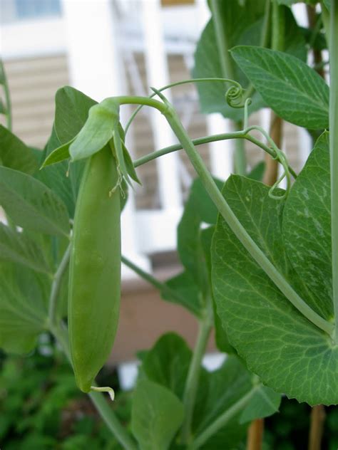 Sugar Snap Peas And Bamboo Teepees Update New Nostalgia