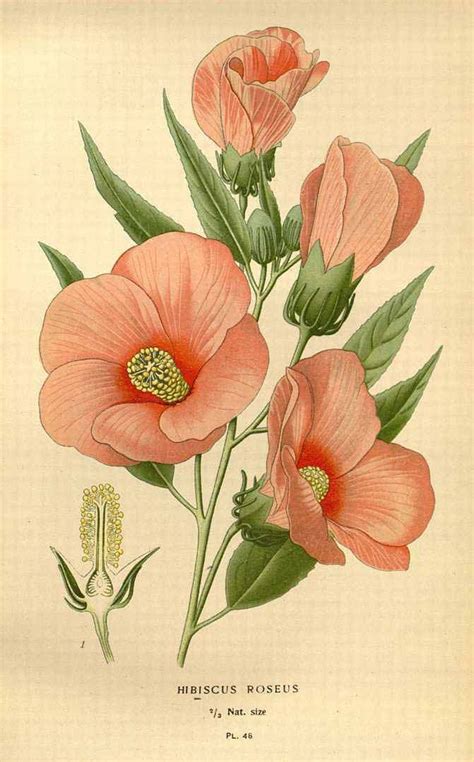 Hibiscus Vintage Print Flower Illustration Vintage Botanical