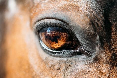 Corneal Ulcers In Horses Symptoms Causes Diagnosis Treatment