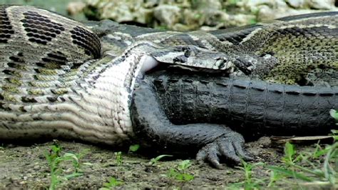 Snake Eats Crocodile By Swallowing It Whole Snake Poin