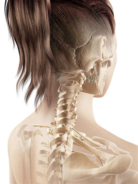 Female Neck Bones Photograph By Sebastian Kaulitzki Fine Art America